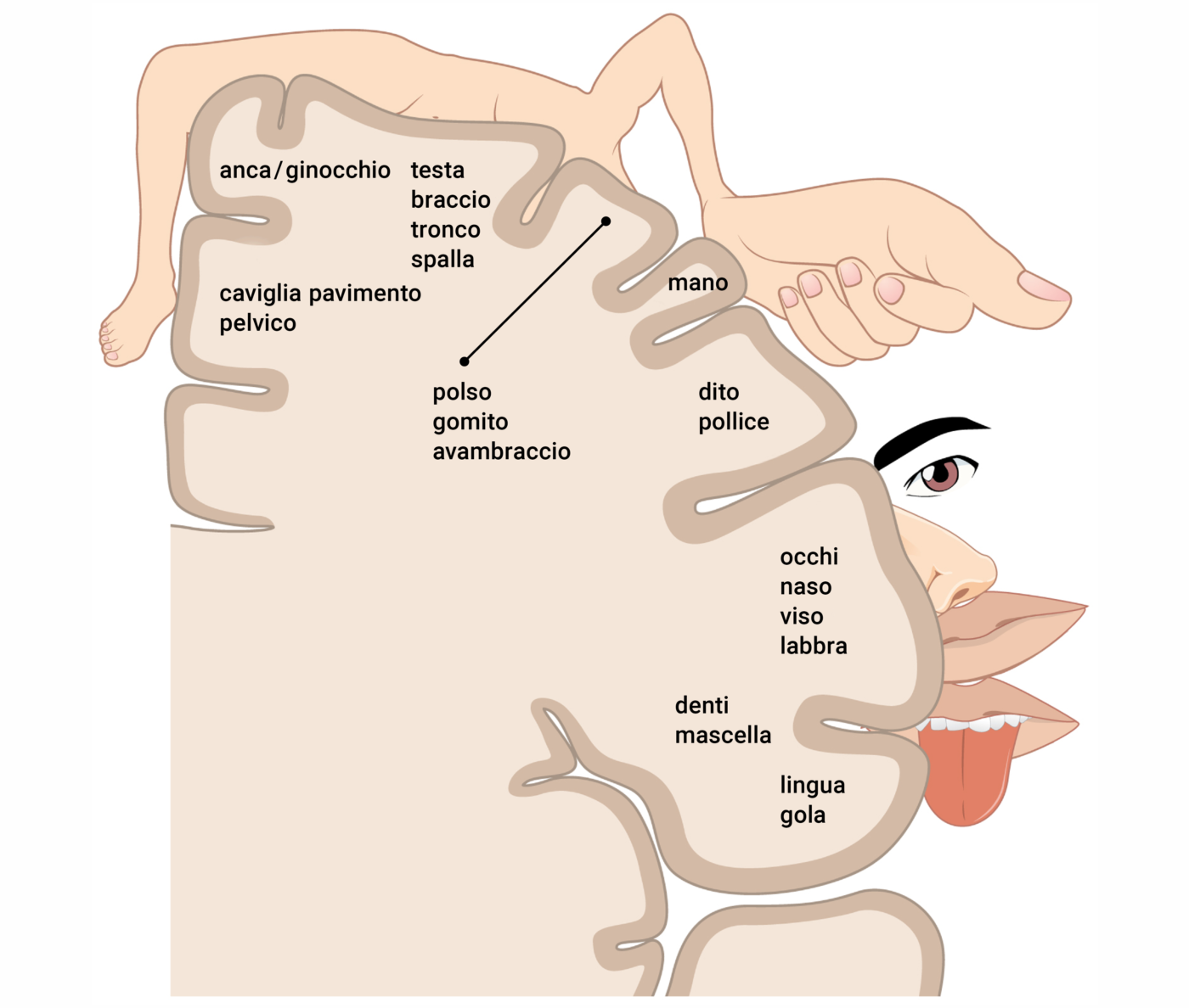 Homunculus